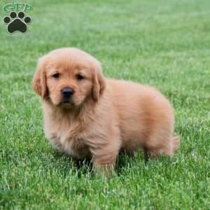 Meadow, Golden Retriever Puppy